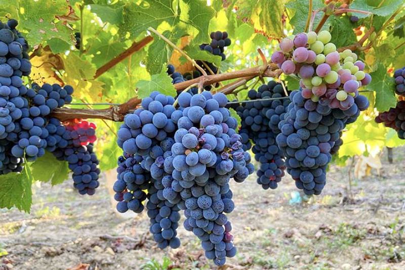 Cabernet Franc - Thanh thoát và tinh tế