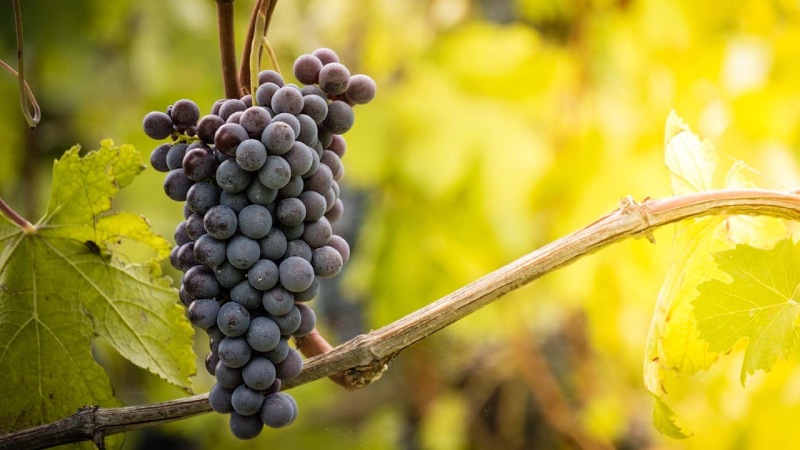 Nebbiolo được xem như “linh hồn” của những dòng rượu vang Ý danh giá