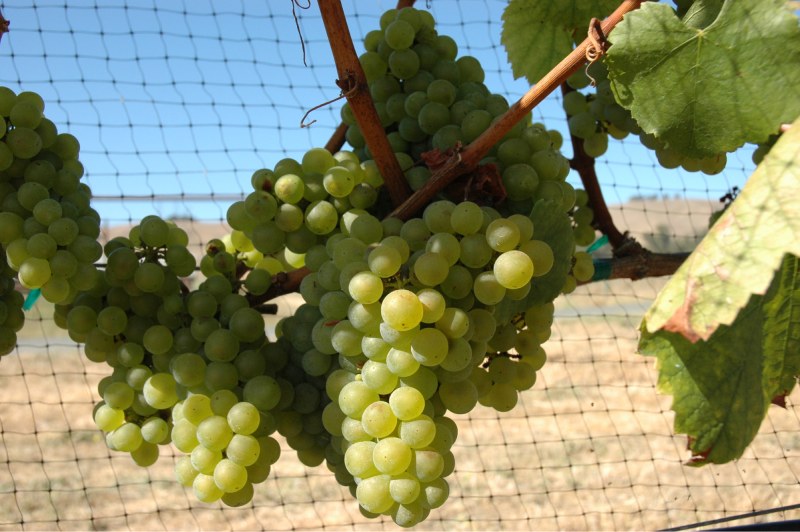 Chardonnay - Nữ hoàng của vang trắng