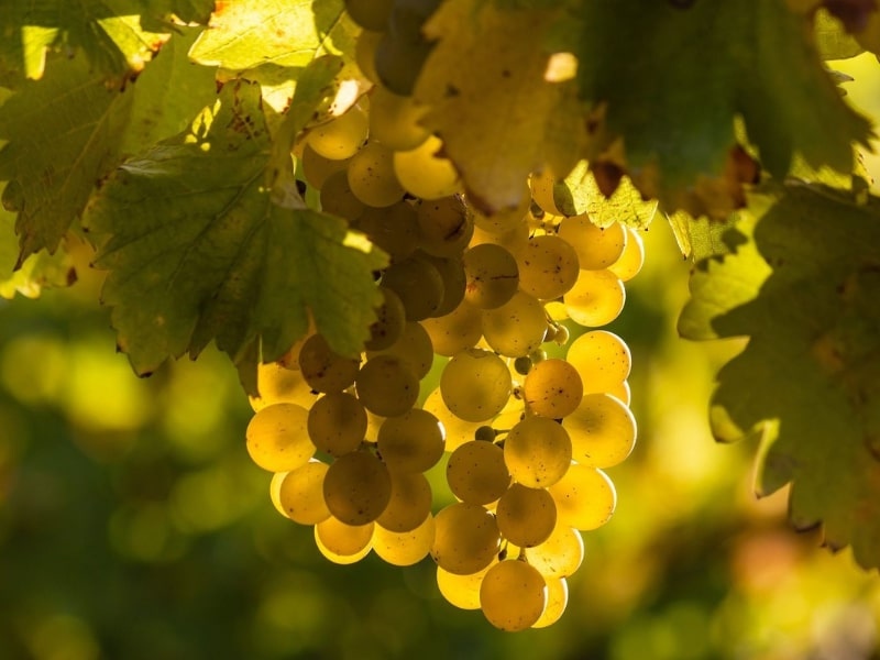 Sauvignon Blanc - Thanh mát và tươi mới