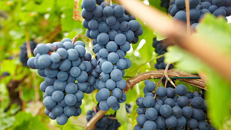 Pinot Noir – Nét tinh tế khó chinh phục