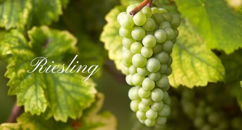 Riesling - Tươi mát và tinh tế