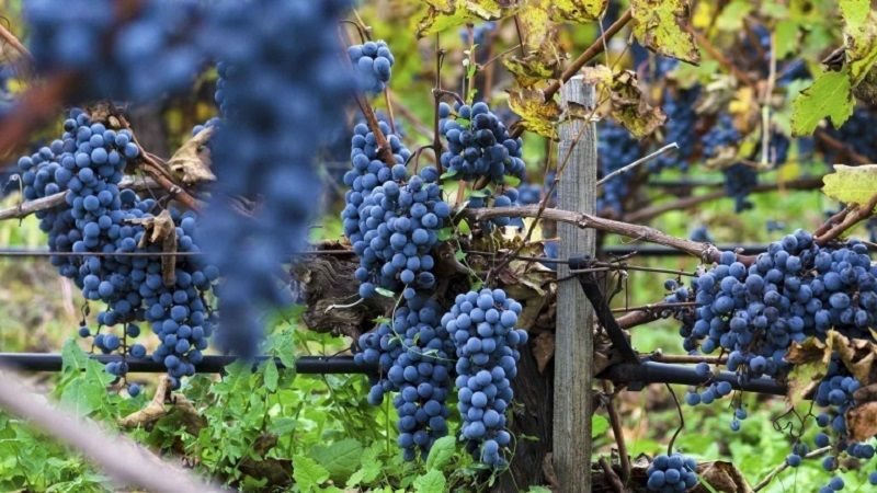 Merlot - Lãng tử dịu dàng của thế giới vang đỏ
