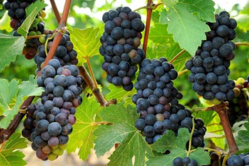Nho là nguyên liệu chính trong sản xuất rượu vang
