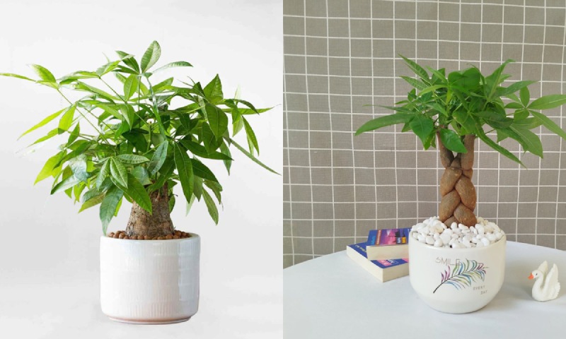  Mang thiên nhiên vào nhà, là lời chúc về sự sinh sôi, phát triển