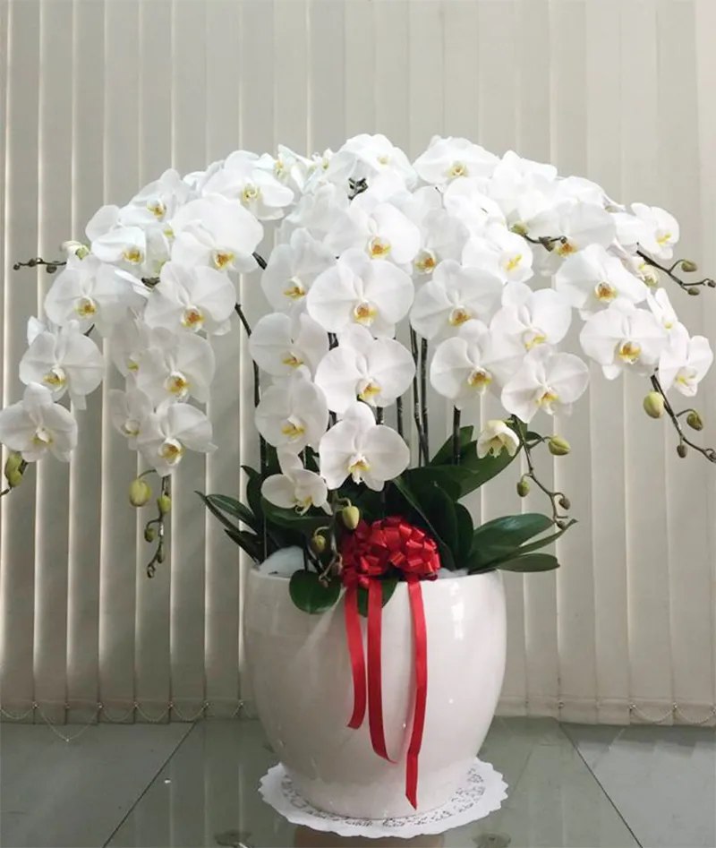 Biểu tượng của sự sang trọng, quý phái và lời chúc thịnh vượng