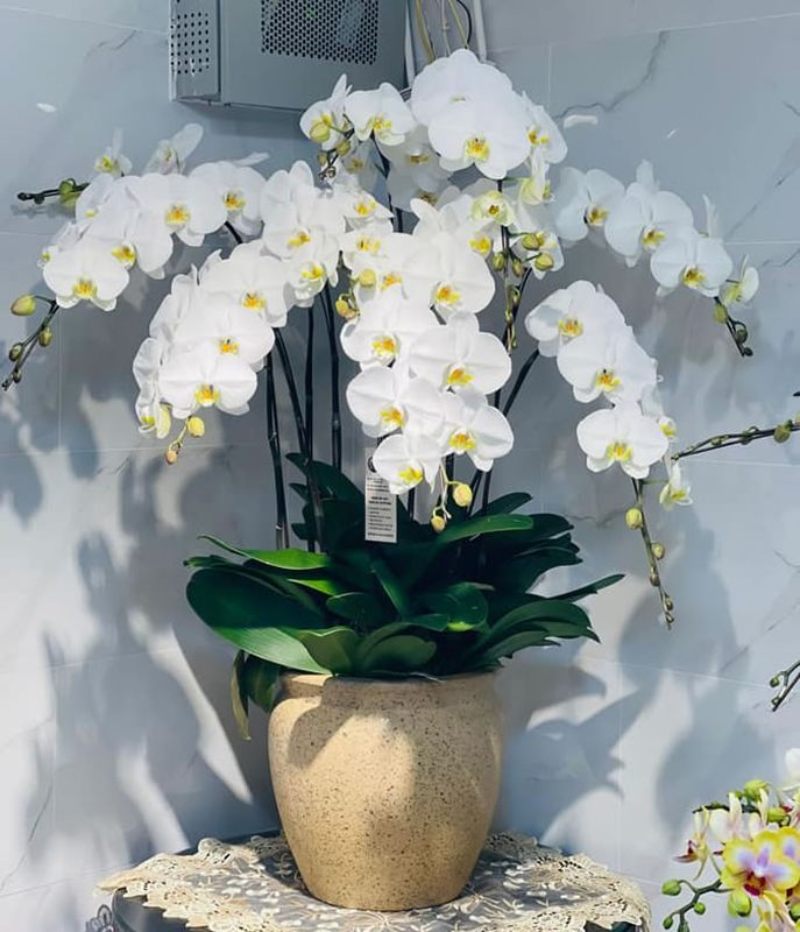 Lan hồ điệp là biểu tượng của sự sang trọng, quý phái, giàu sang và thịnh vượng