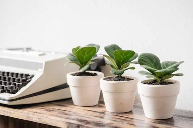 Cây xanh không chỉ giúp thanh lọc không khí mà còn mang ý nghĩa phong thủy