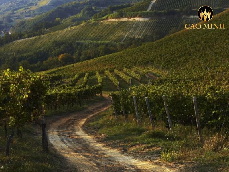 Araldica DOCG Moscato d'Asti Conical