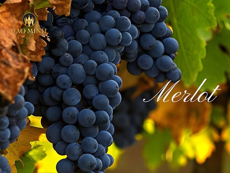 Merlot là giống nho đỏ kinh điển của Bordeaux
