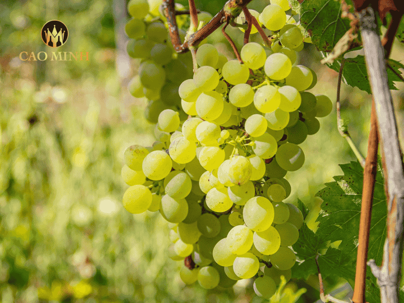 Sémillon bổ sung sự mềm mại, tròn vị và gợi ý trái cây chín