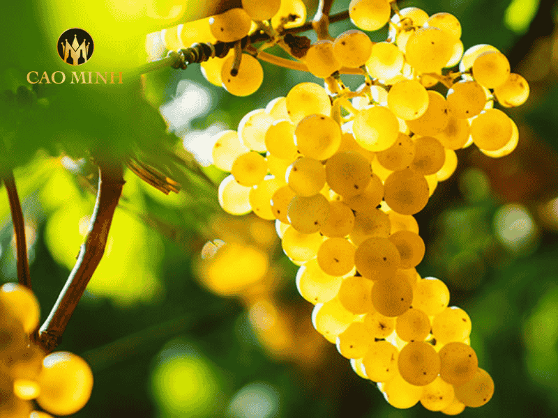 Sauvignon Blanc mang đến độ chua tươi, hương trái cây giòn
