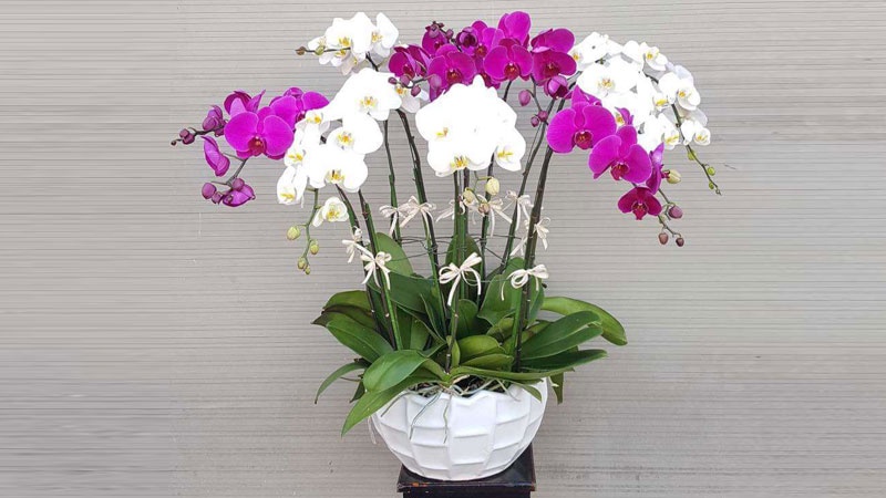 Chậu hoa lan hồ điệp chưng Tết sang trọng biếu cô giáo