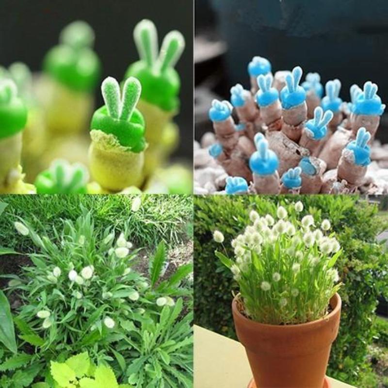 Cây cảnh, hạt giống hoa dễ trồng để ông bà có thêm niềm vui chăm sóc cây cối mỗi ngày