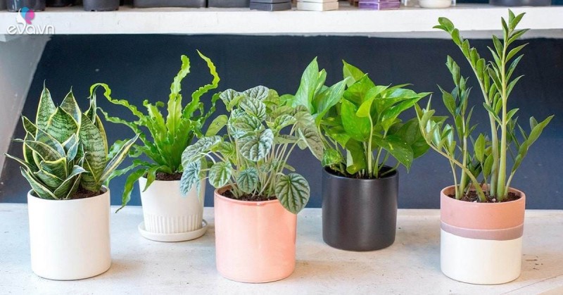 Món quà gửi gắm lời chúc phát triển, tài lộc, may mắn, luôn dồi dào sức sống