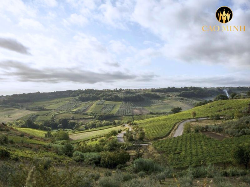 Vigneti Romio Romagna Trebbiano