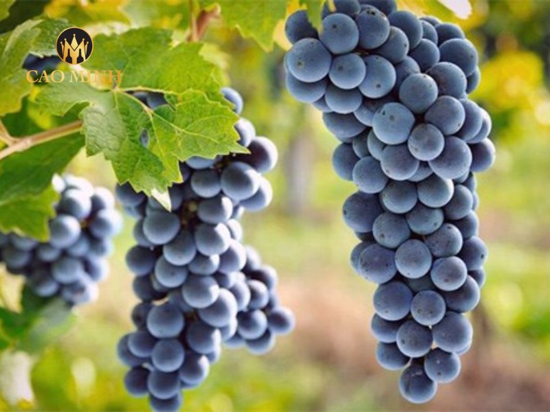 Grand Vin de Margaux thể hiện trọn vẹn phong cách phức hợp nhưng nhẹ nhàng, mạnh mẽ nhưng tinh tế.