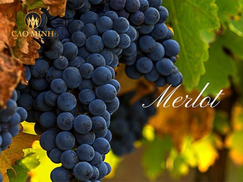 Merlot Blend (Merlot chiếm ưu thế)