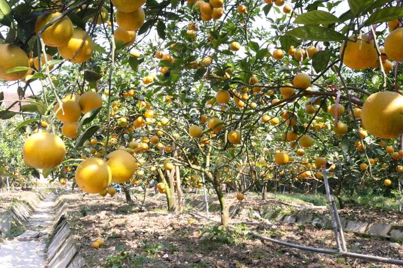 Cam Xã Đoài được mệnh danh là vua của các loại cam hay cam tiến vua