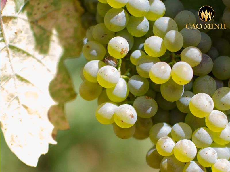 Ramon Bilbao Rueda Verdejo