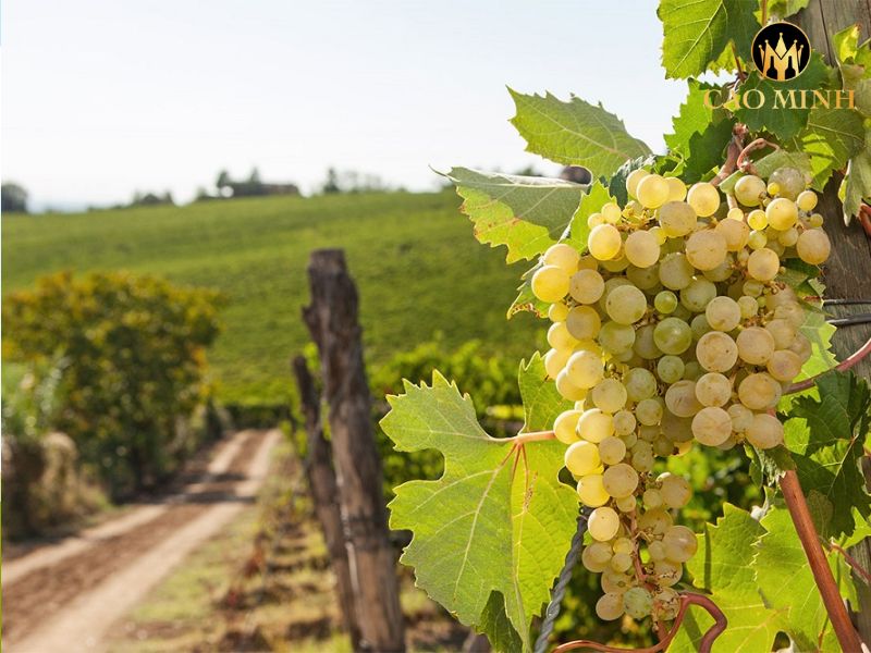 Tenuta Garetto Derthona Colli Tortonesi Timorasso D.O.C