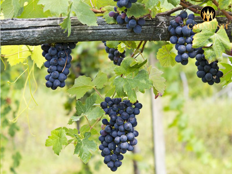 Tenuta Garetto Rosina Barbera d’Asti DOCG