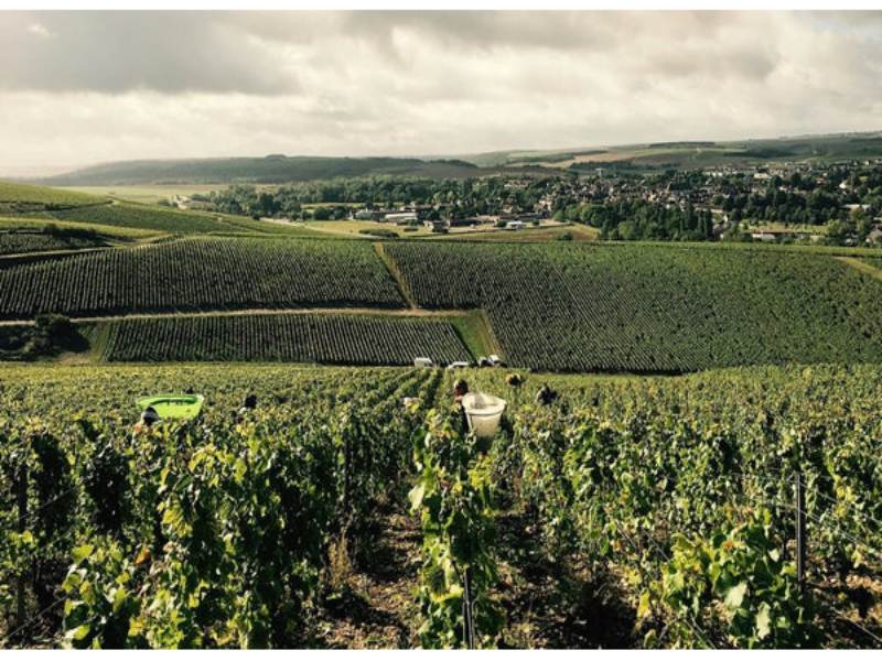 Được tuyển chọn từ vườn nho Grand Cru phía Đông, chai vang này mang trong mình sự kết hợp hoàn hảo giữa quyền năng mạnh mẽ và vẻ đẹp thanh tao thoát tục.