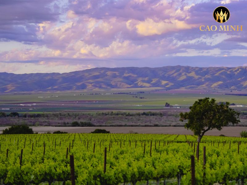Morgans Bay Cabernet Merlot 