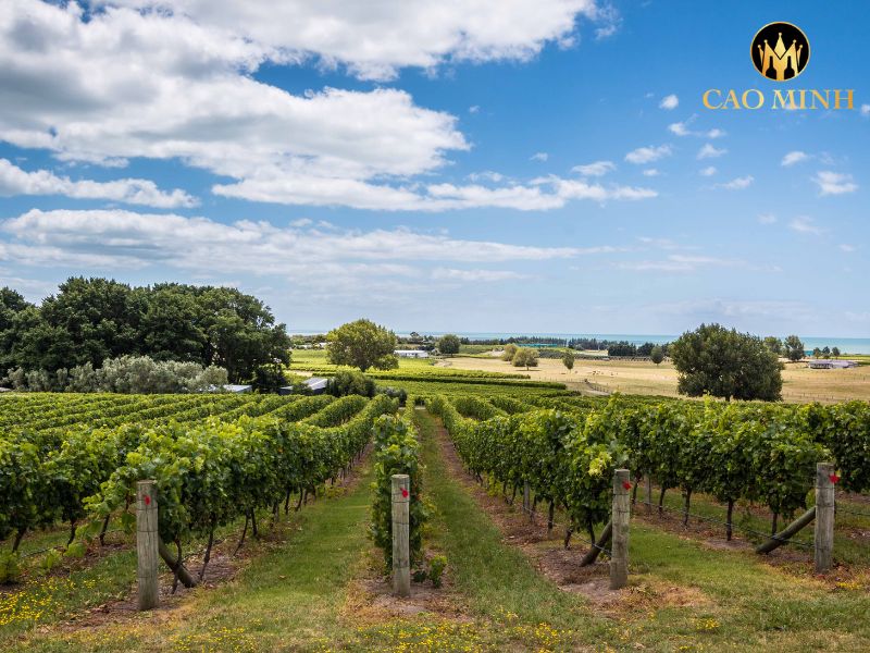 Sileni Exceptional Selection Sauvignon Blanc