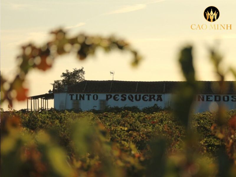 Tinto Pesquera Crianza