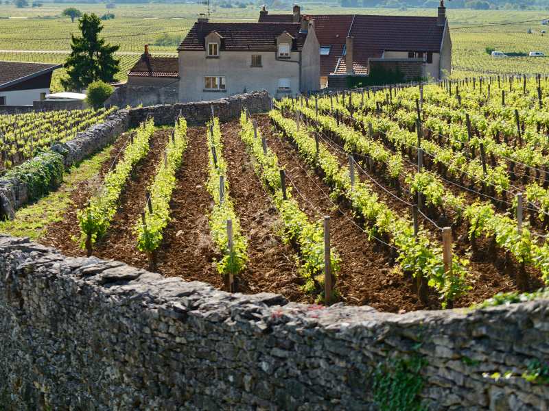 Nhà sản xuất Domaine Bruno Clair từ lâu đã được giới mộ điệu kính trọng như một "kiến trúc sư" vĩ đại của vùng Marsannay và Chambolle-Musigny.