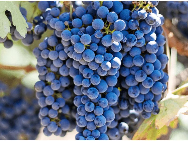 Pinot Noir tạo nên sự đẳng cấp cho Domaine Bruno Clair Marsannay Les Grasses Têtes.