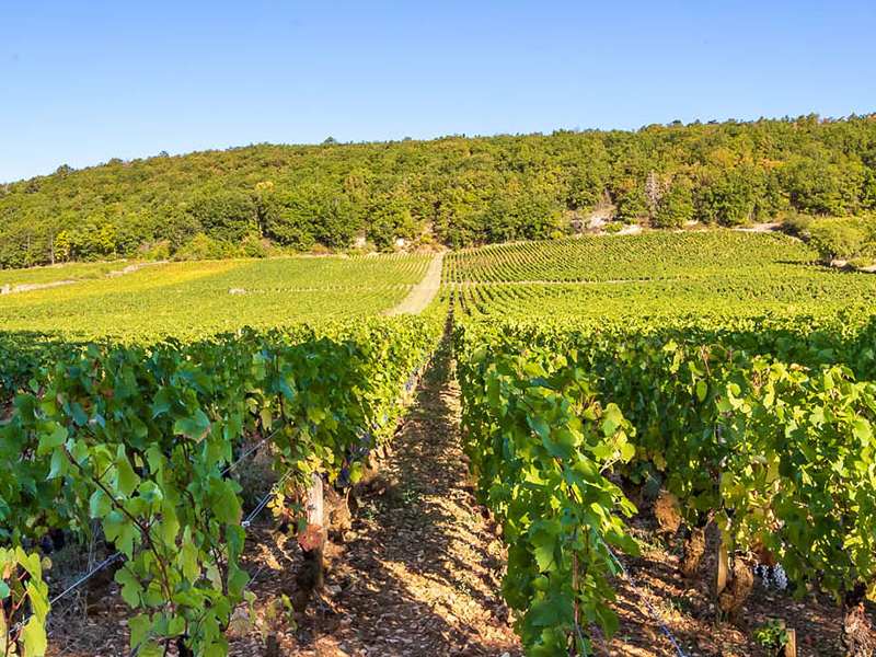 Domaine Bruno Clair: Biểu tượng của sự tinh tế vùng Côte de Nuits