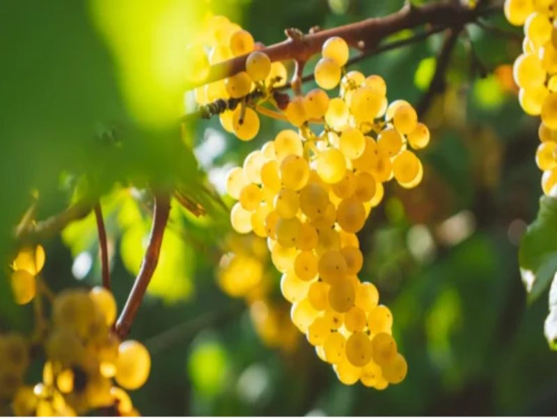 Chardonnay – giống nho "nữ hoàng" làm nên cá tính của Marcelito Chardonnay