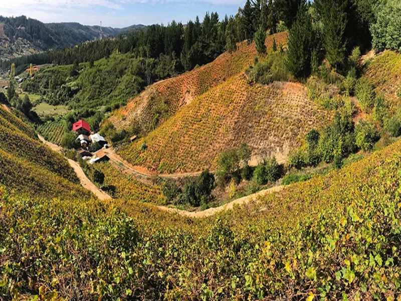 Itata Valley - vùng đất sản xuất ra Marcelito Moscato