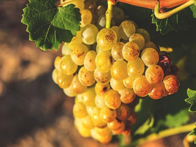 Moscato: giống nho tạo nên hương cam chanh đặc trưng của Marcelito