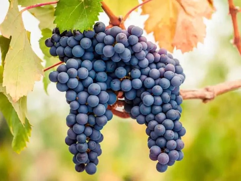 Pinot Noir – giống nho thanh lịch của thế giới vang đỏ