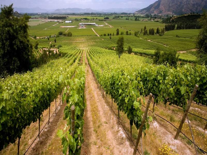 Marcelito Sauvignon Blanc được sinh ra tại Central Valley