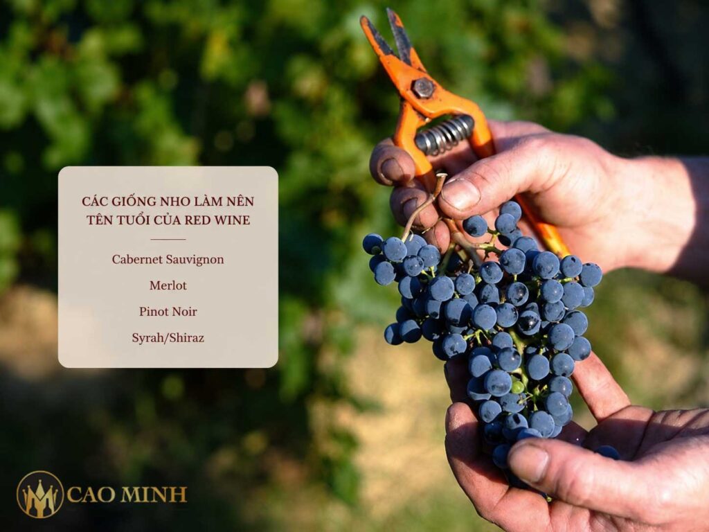 Các giống nho làm nên tên tuổi của red wine