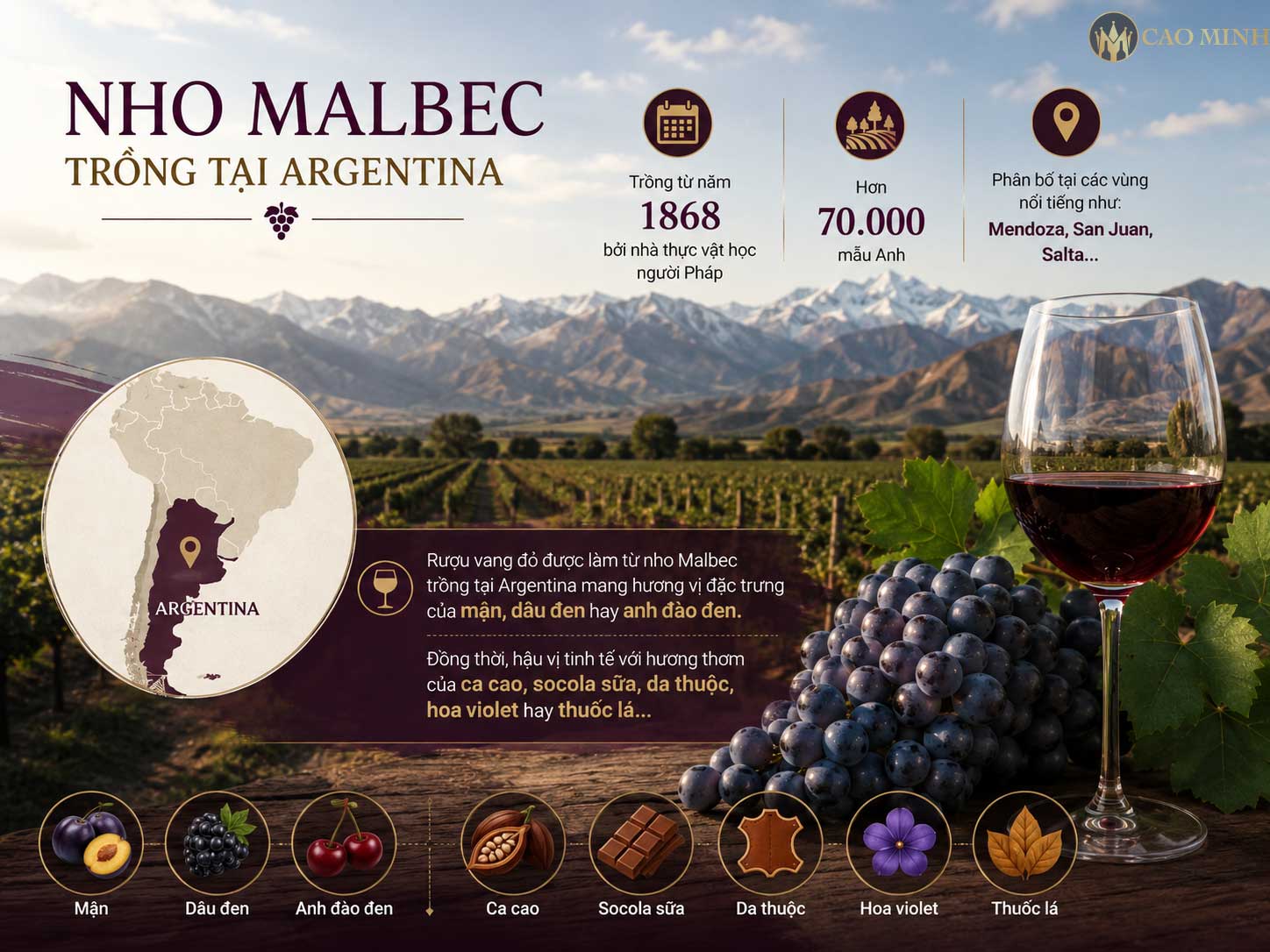 Tìm hiểu về giống nho Malbec và đặc điểm khi làm rượu vang