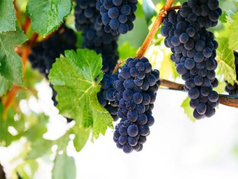 Pinot Noir vốn là một giống nho "khó tính", và nơi trồng quyết định rất nhiều đến chất lượng của nó
