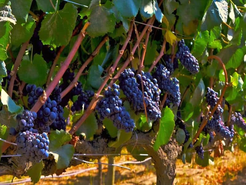 Carmenere, giống nho biểu tượng làm nên Marcelito Reserve Carmenere