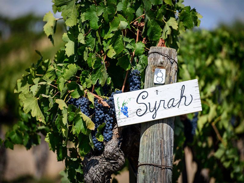 Điều khá thú vị ở chai vang này là Syrah vốn là một giống vang đỏ