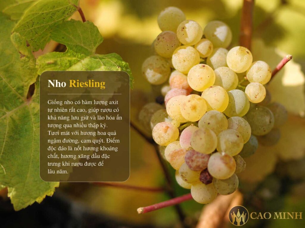 Nho Riesling