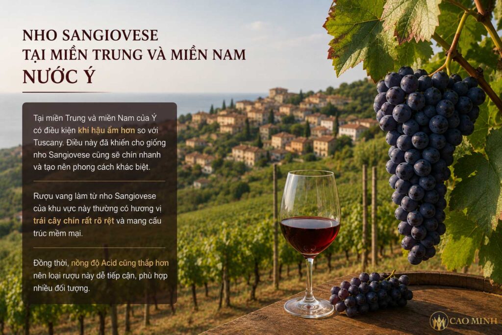 Nho Sangiovese tại miền Trung và Nam nước Ý thường chín nhanh hơn