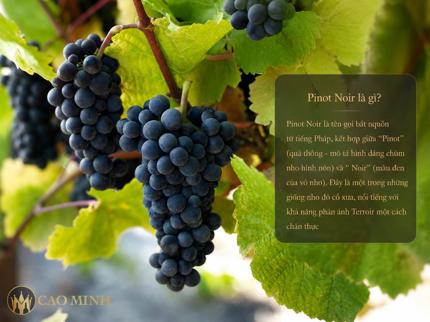 Pinot Noir là gì? Các thông tin quan trọng
