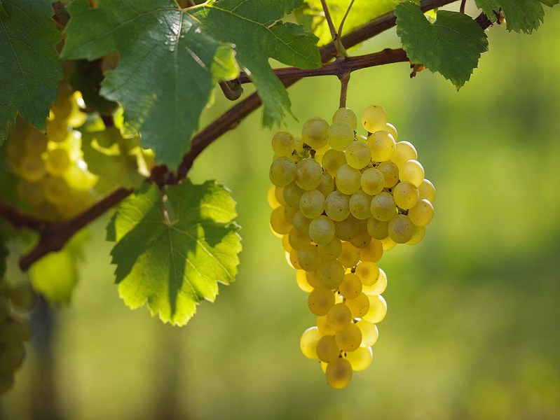 Chardonnay là giống nho có khả năng thích nghi tuyệt vời và phản ánh rõ nét nhất tinh túy của vùng đất mà nó sinh sống