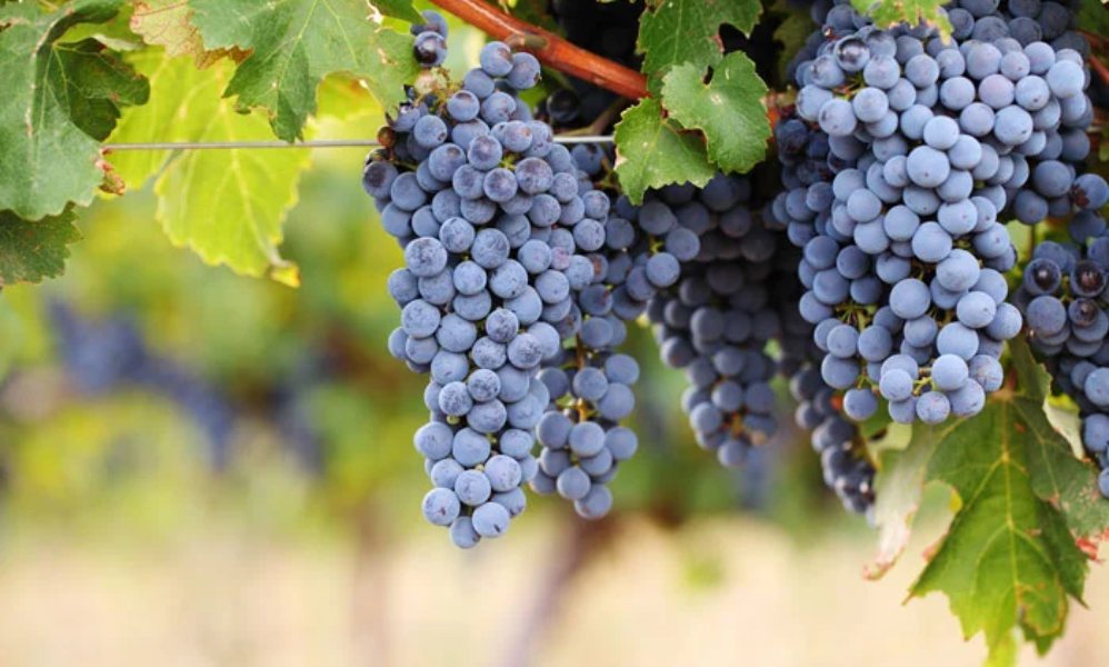 Tierra Secreta Cabernet Sauvignon ngay lập tức thu hút ánh nhìn bởi màu đỏ ruby tươi sáng đầy lôi cuốn