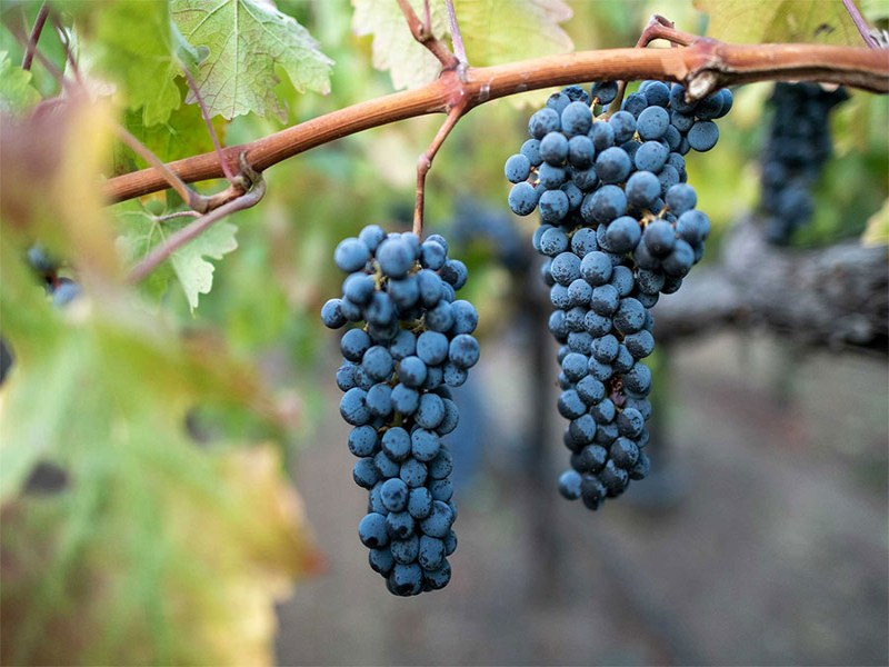 Tierra Secreta Cabernet Sauvignon Syrah thể hiện cấu trúc đậm đà, chặt chẽ nhưng tannin rất mượt mà