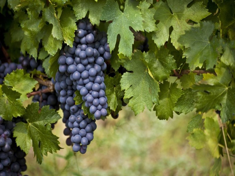 Giống nho Malbec mang tính bứt phá mạnh mẽ, đóng góp cấu trúc dày dặn, màu sắc tím sâu thẳm
